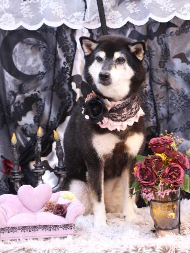 20231012ひめちゃん